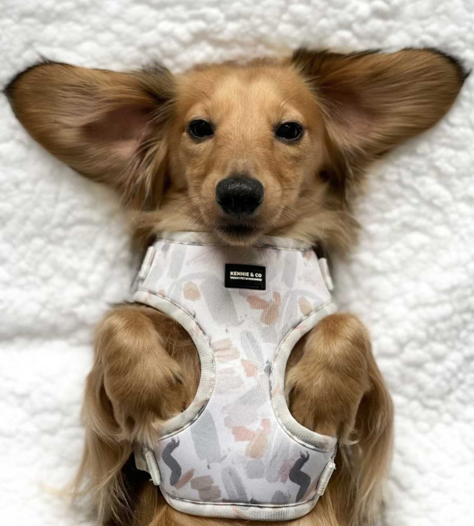 Our Dog Harness Picks For Spring 2023