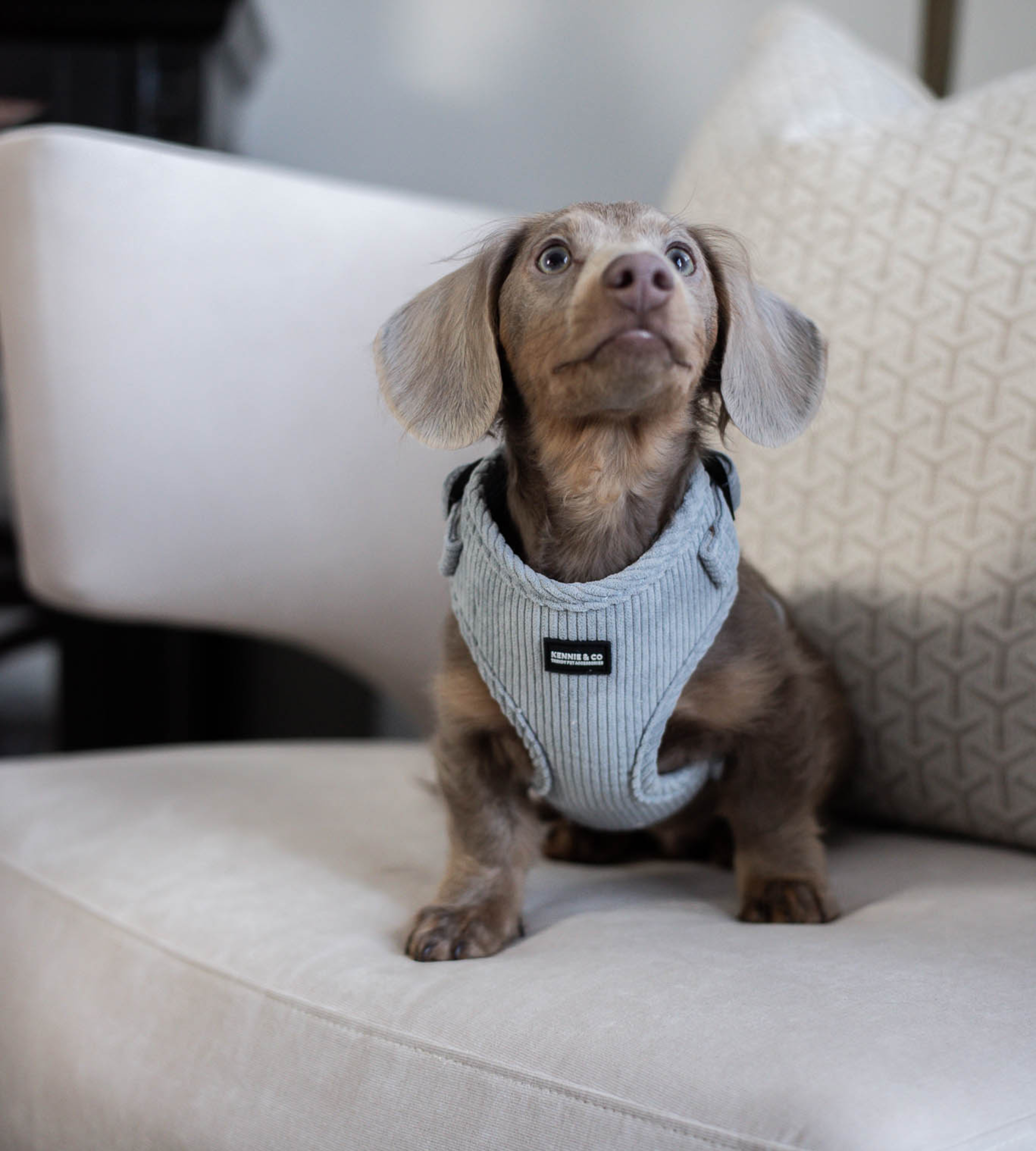 NEIGHBORHOOD DOG HARNESS M グレー NEIGHBORHOOD DOG HARNESS グレー - メルカリ